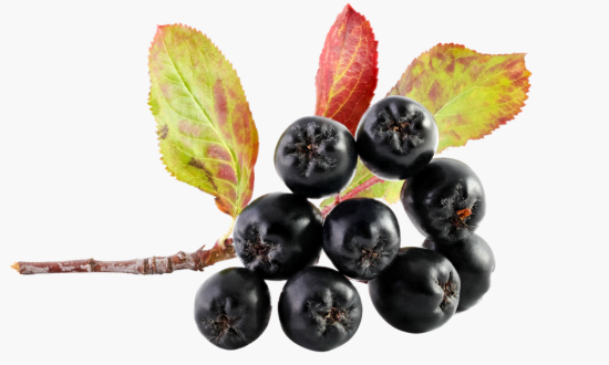 Aronia